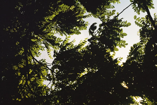 Kodak Portra 16.png